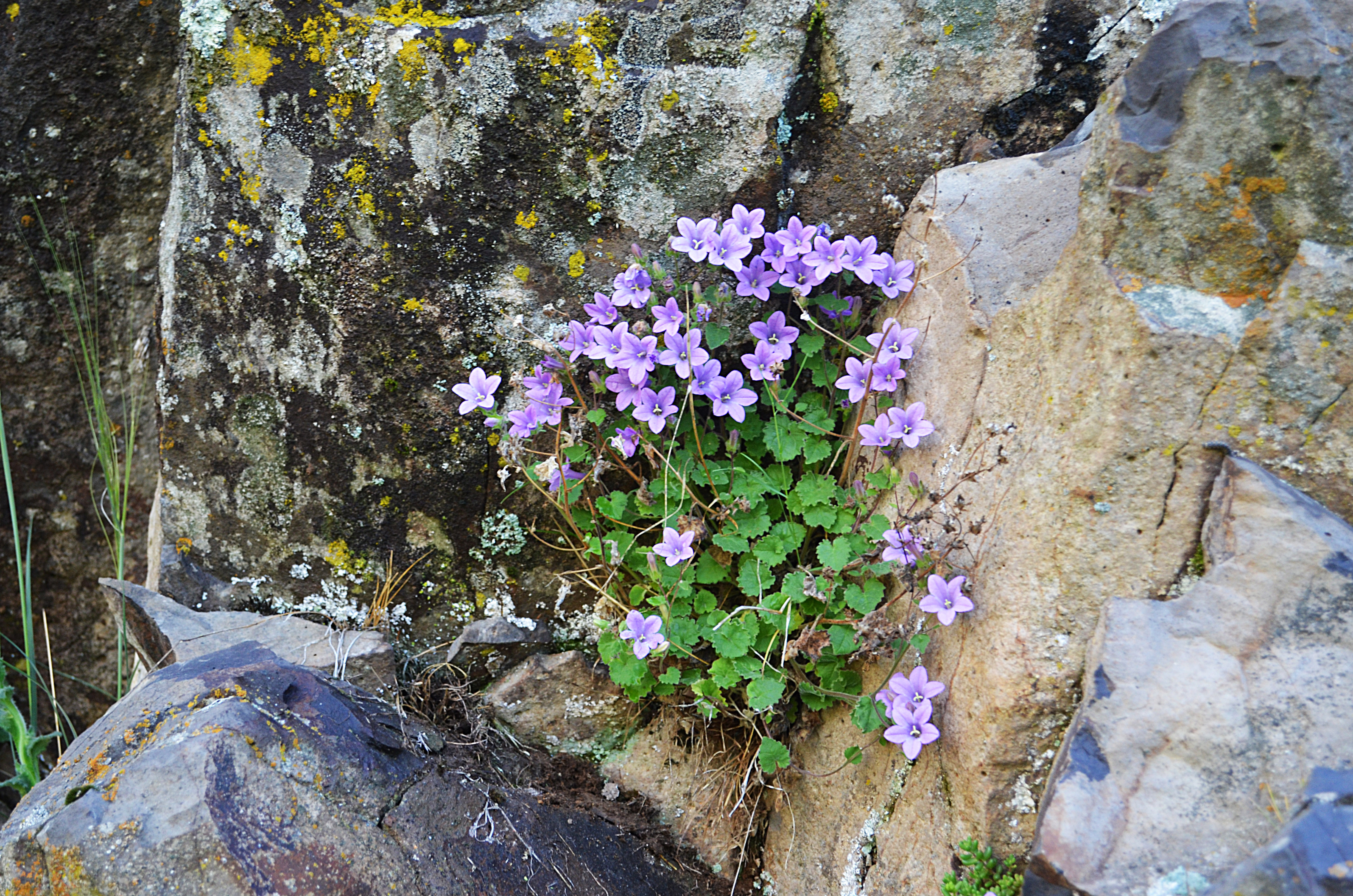 1-Ekim çanı(Campanula ekimiana).JPG