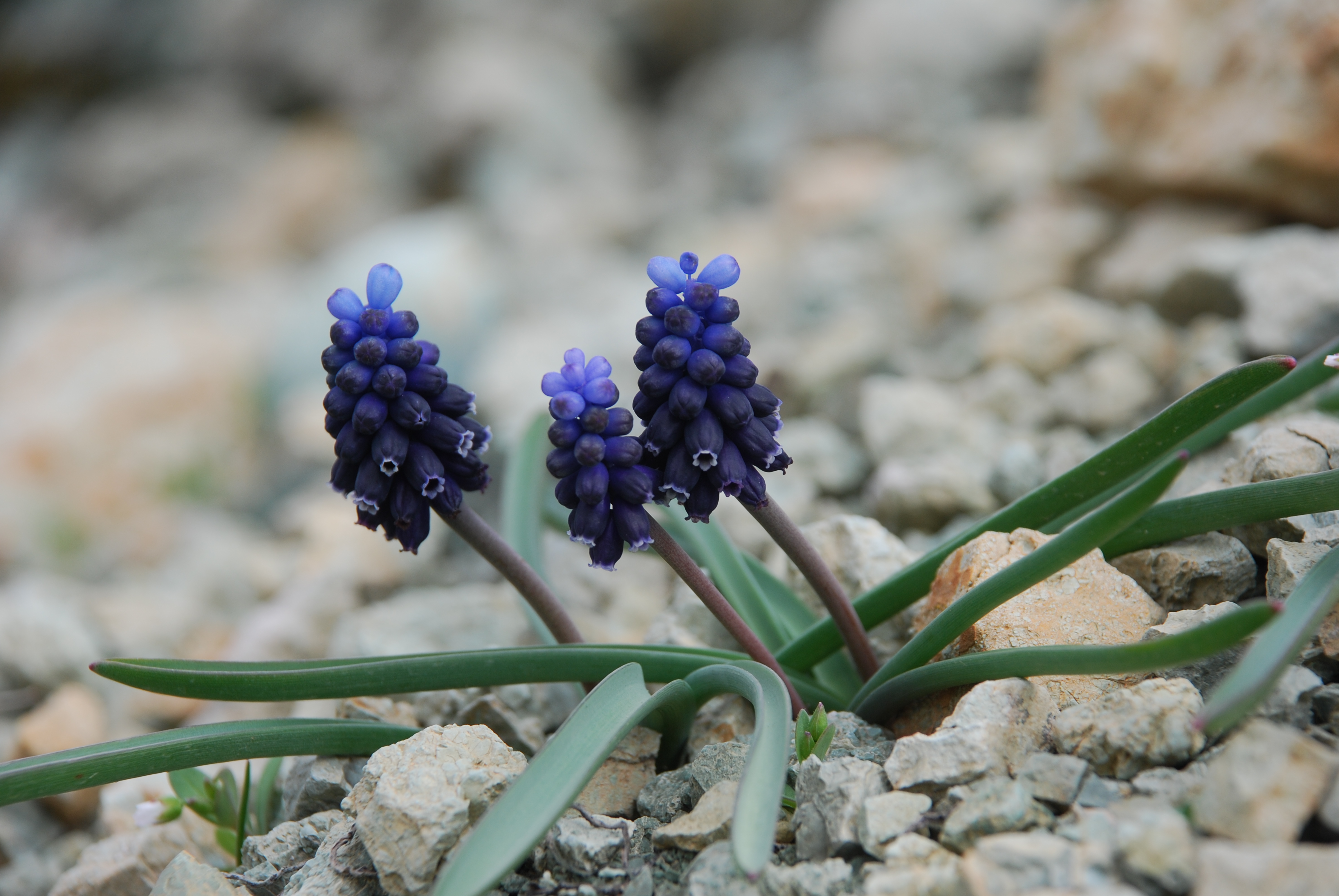 2-Bey sümbülü (Muscari adilii).JPG