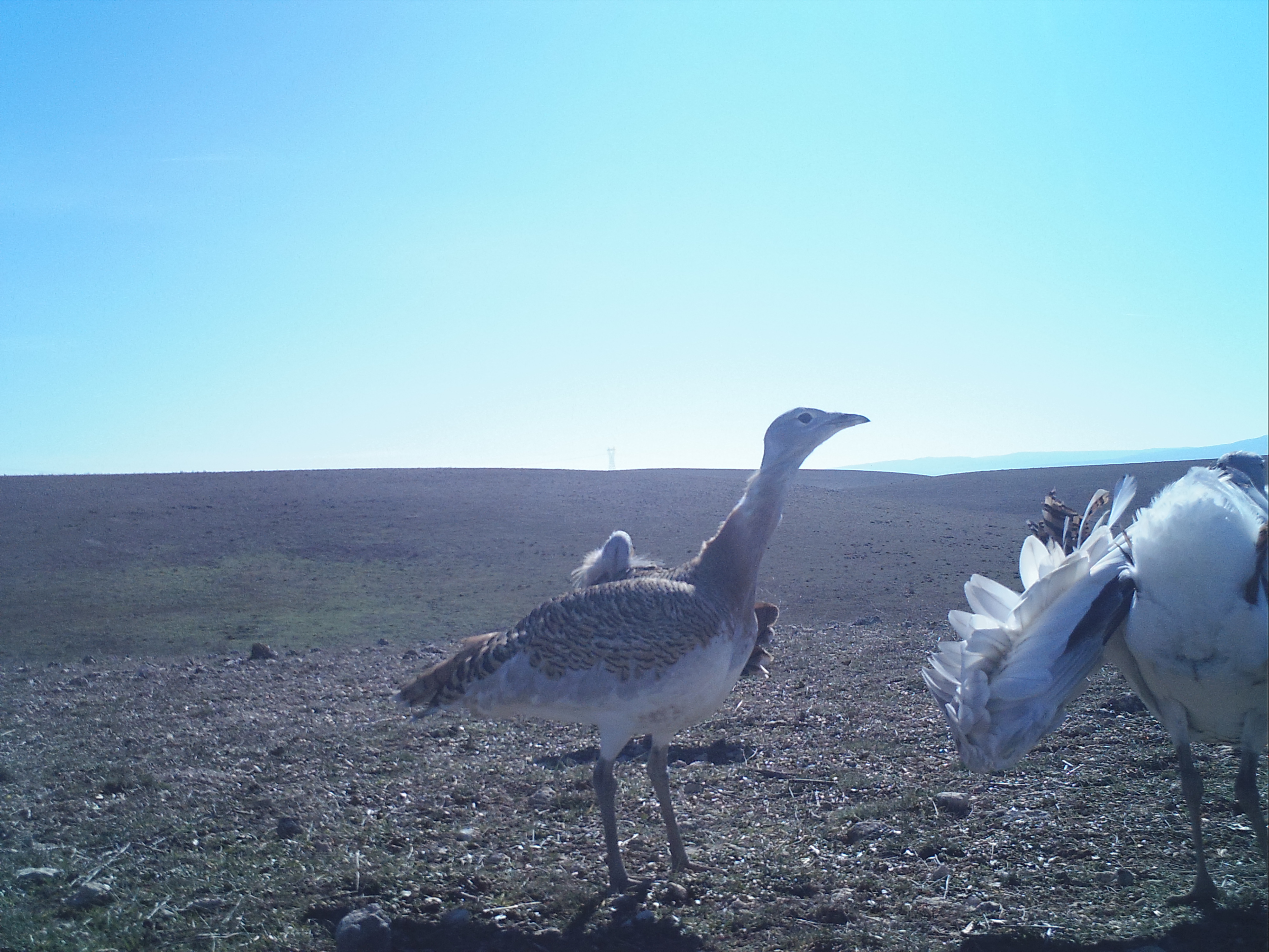 3-Toy (Otis tarda).JPG