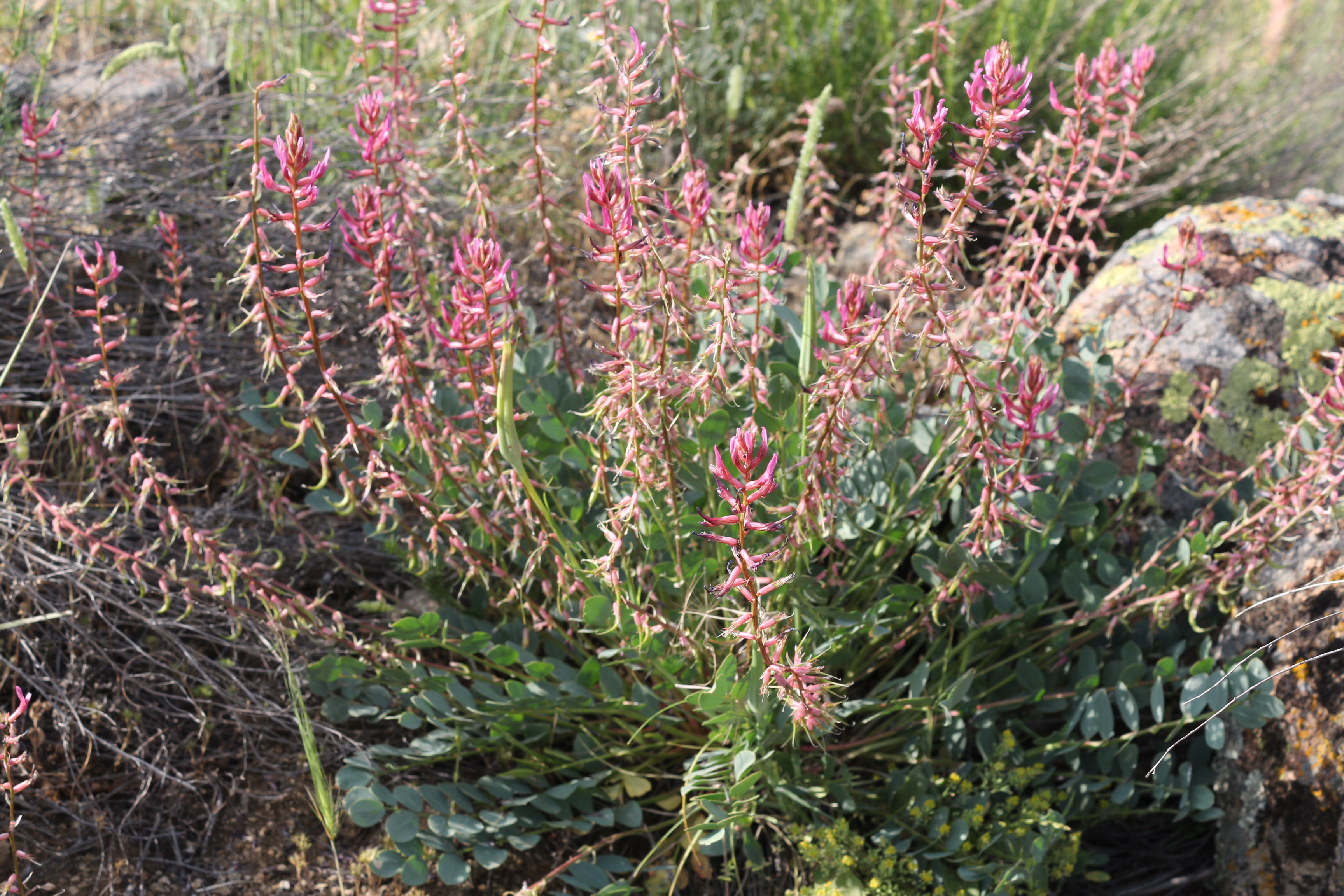 5-Gürsöğüt geveni(Astragalus yildirimlii).JPG