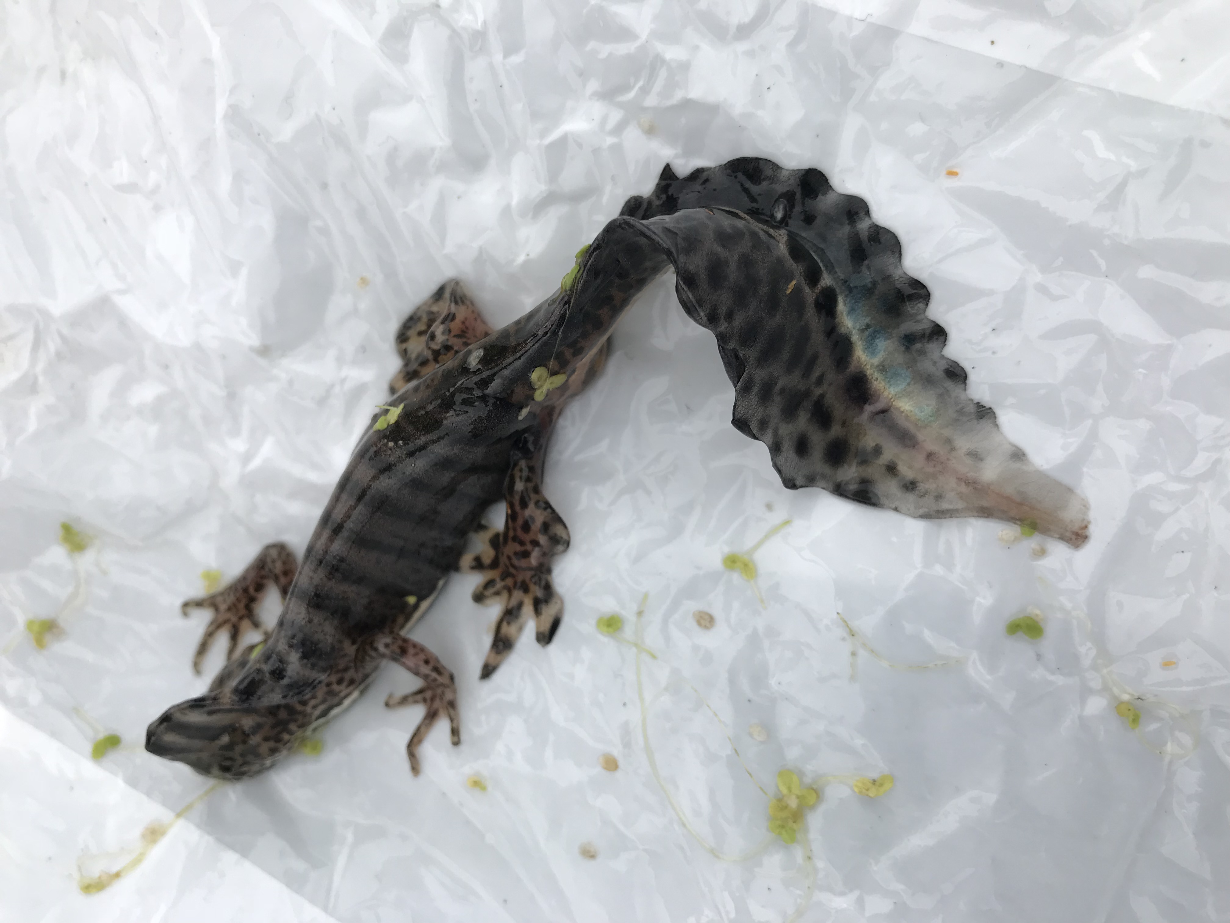 6-Kuzey şeritli semender(Ommatotriton ophryticus).JPG