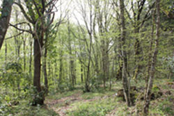 Düzce Akçakoca Demirciönü Tabiat Koruma Alanı3.jpg