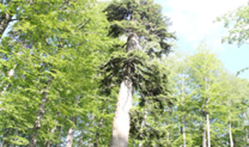 Düzce Sırıkyayla Tabiat Anıtı.jpg