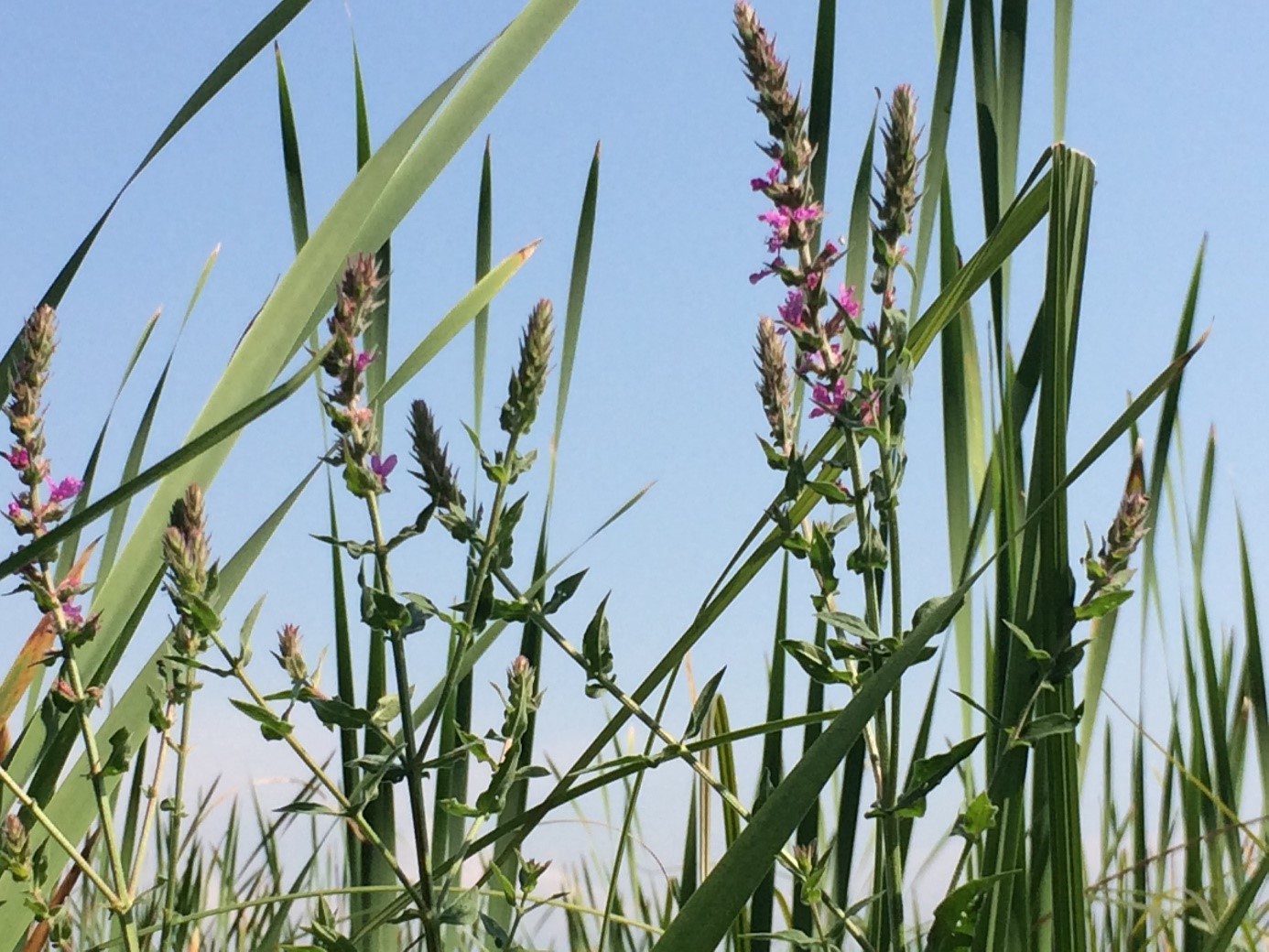 Düzce aklar otu.jpg