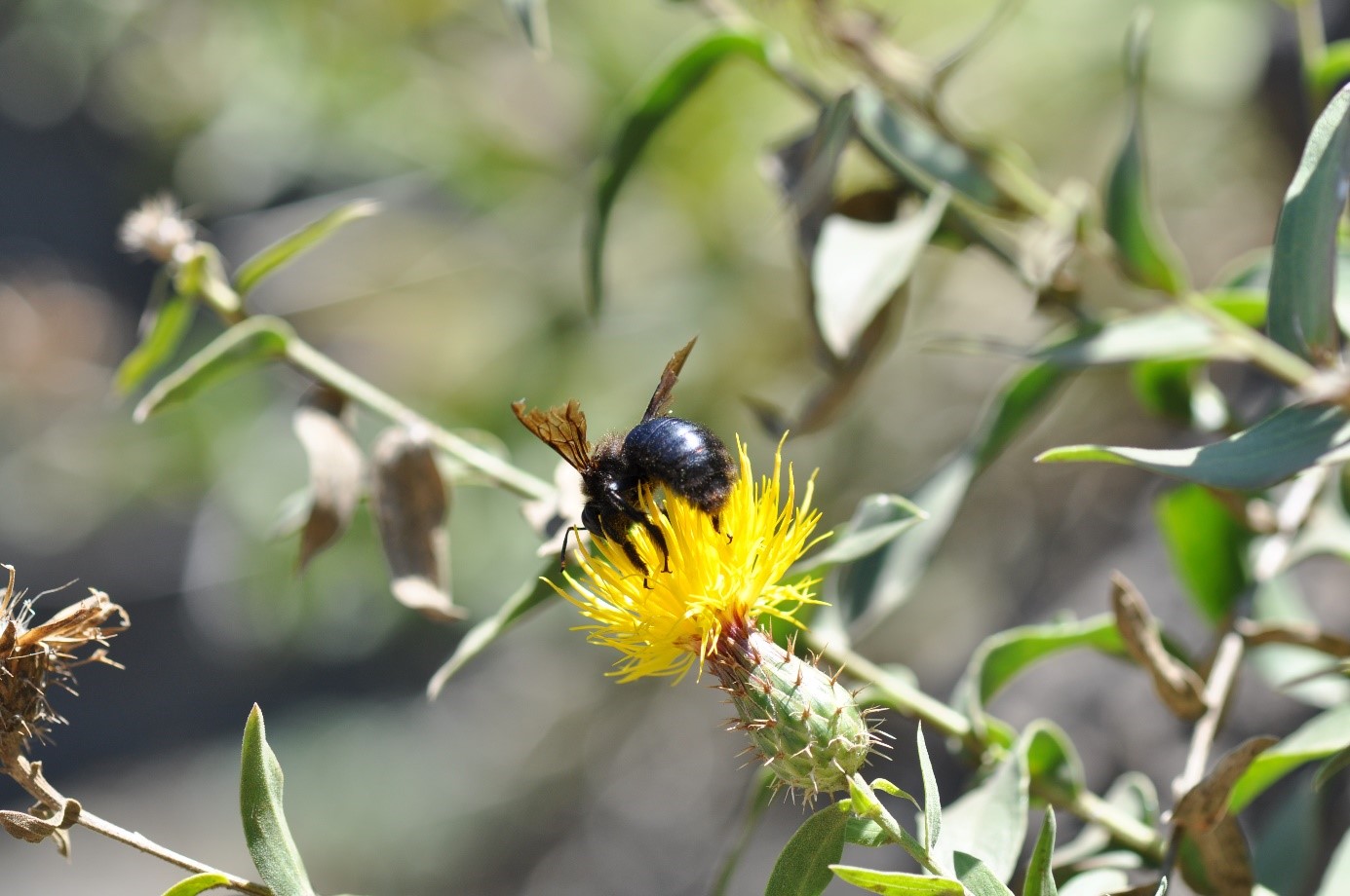 Düzce peygamber çiçeği.jpg