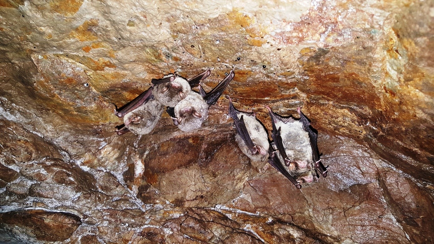 Uzun kanatli yarasa.jpg