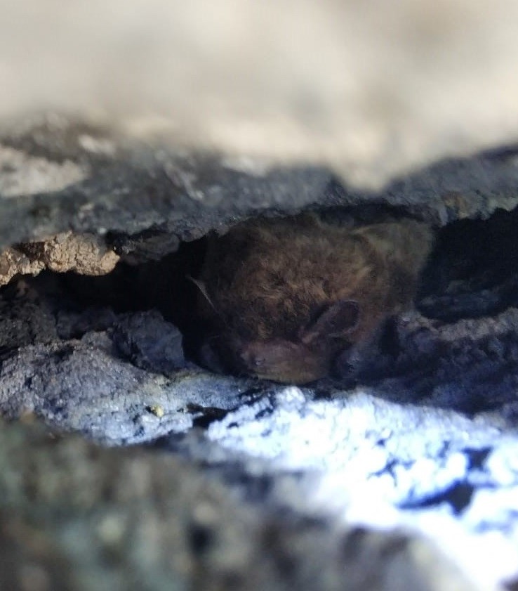 Uzun kanatlı yarasa.jpg