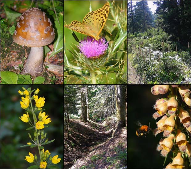 goynuk kapak resmi.jpg