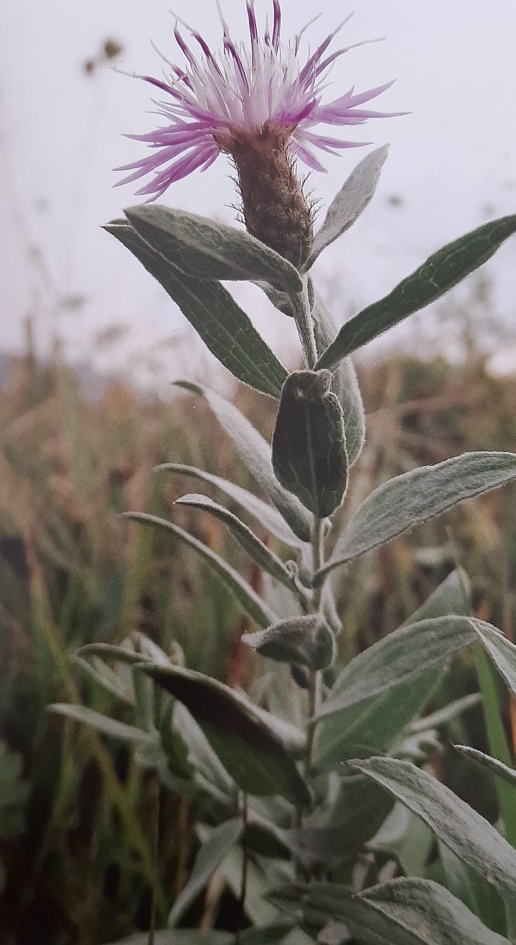 Çayır serçebaşı.jpg