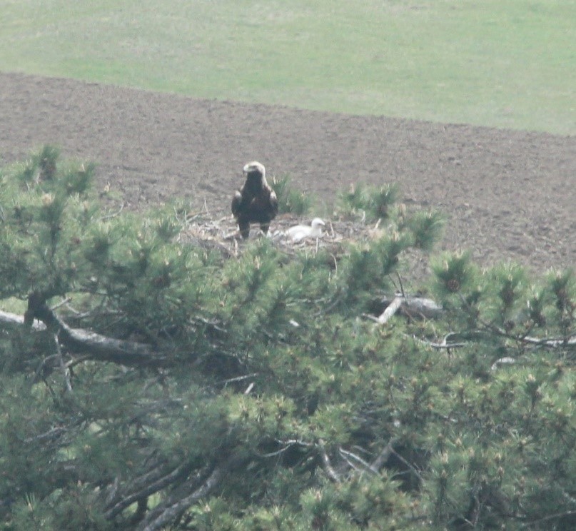 Şah kartal bolu.jpg