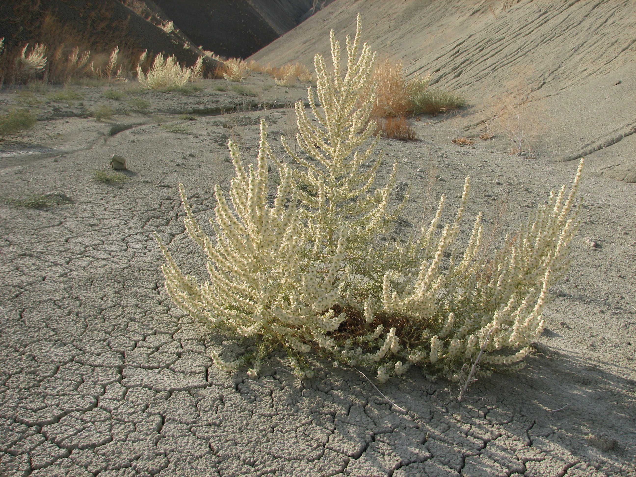 12-Kocasoda (Salsola grandis).jpg