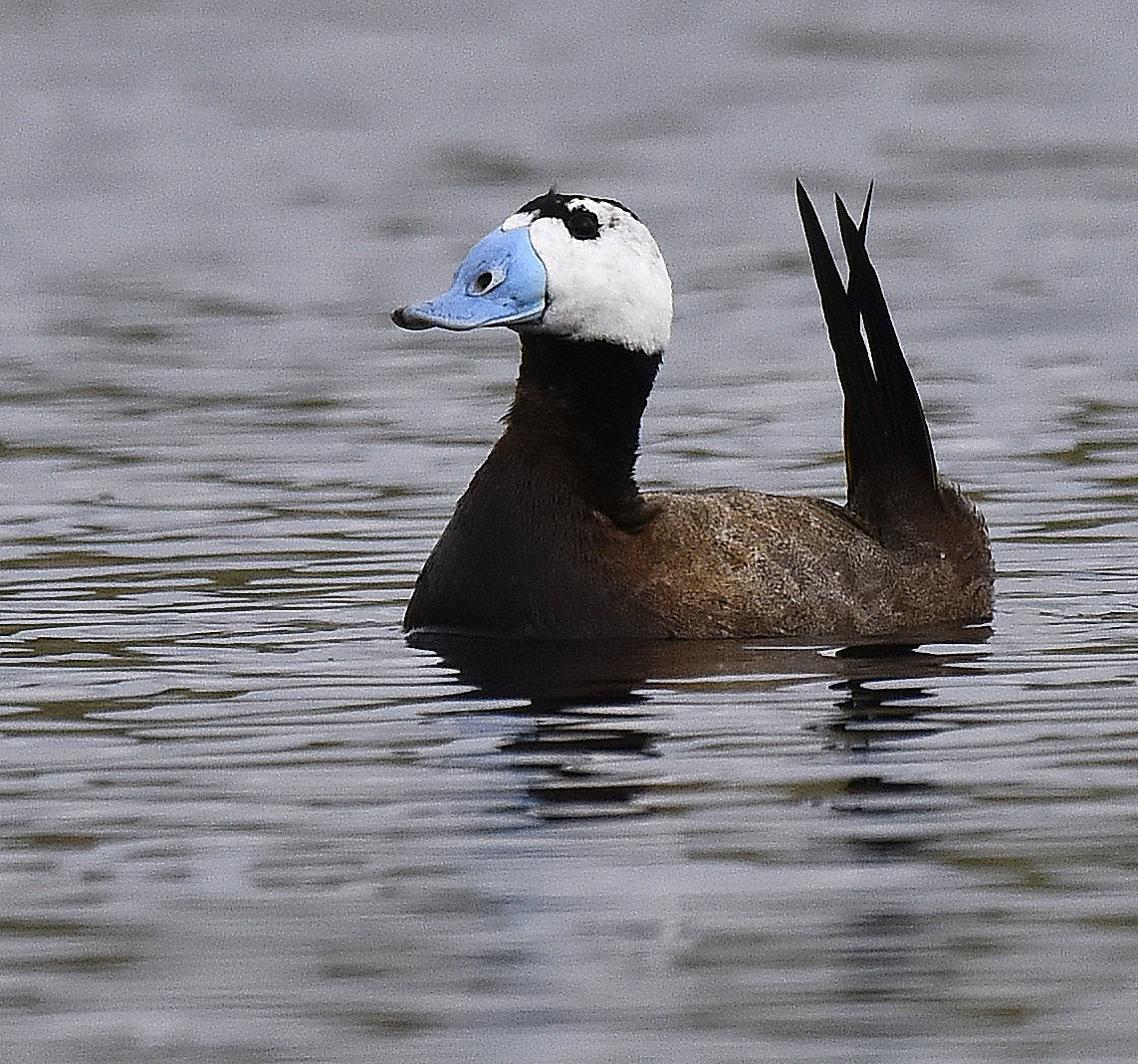 4-Dik kuyruk(Oxyura leucocephala).JPG