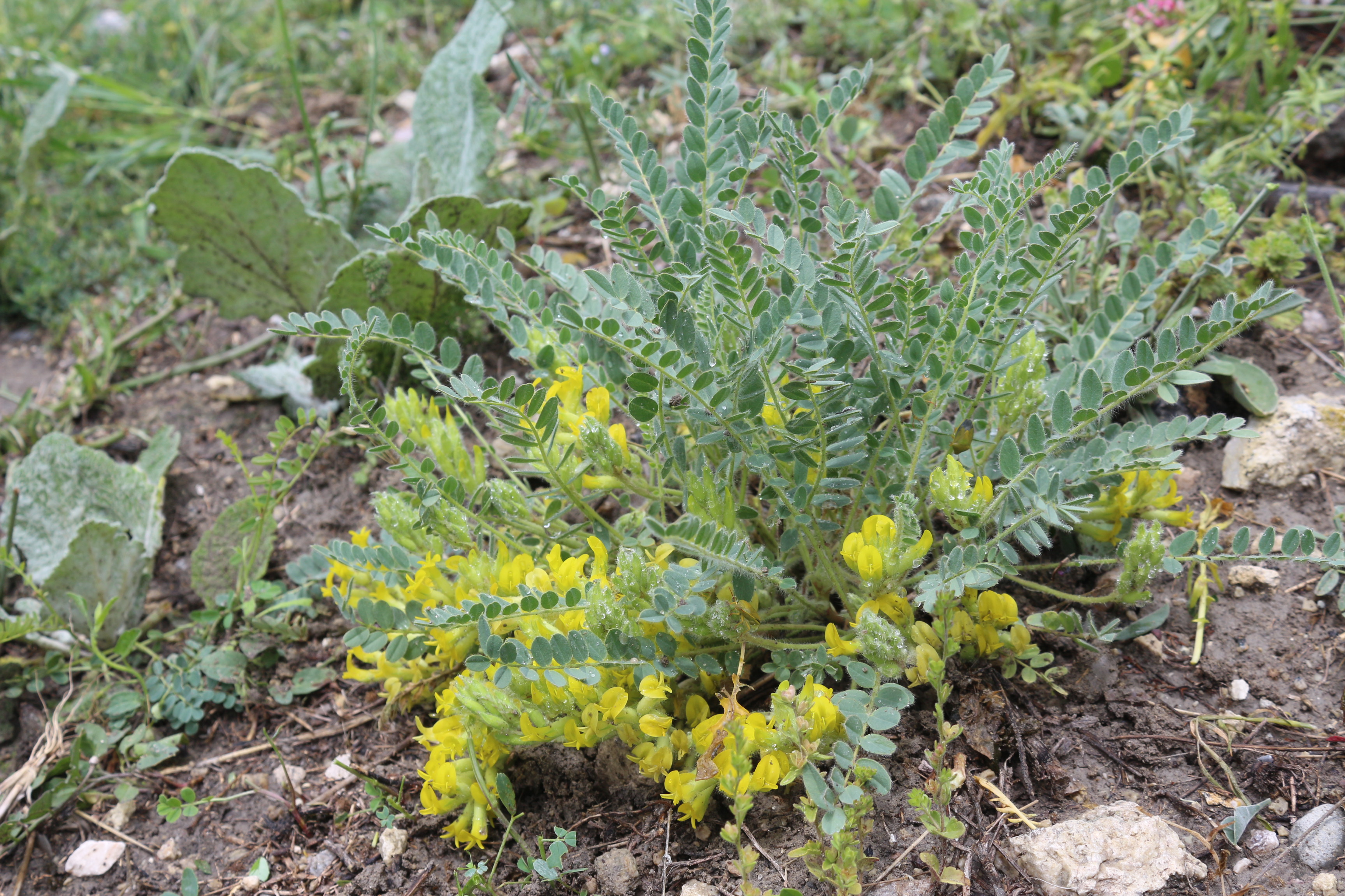 8-Ergeveni(Astragalus bozakmanii).JPG