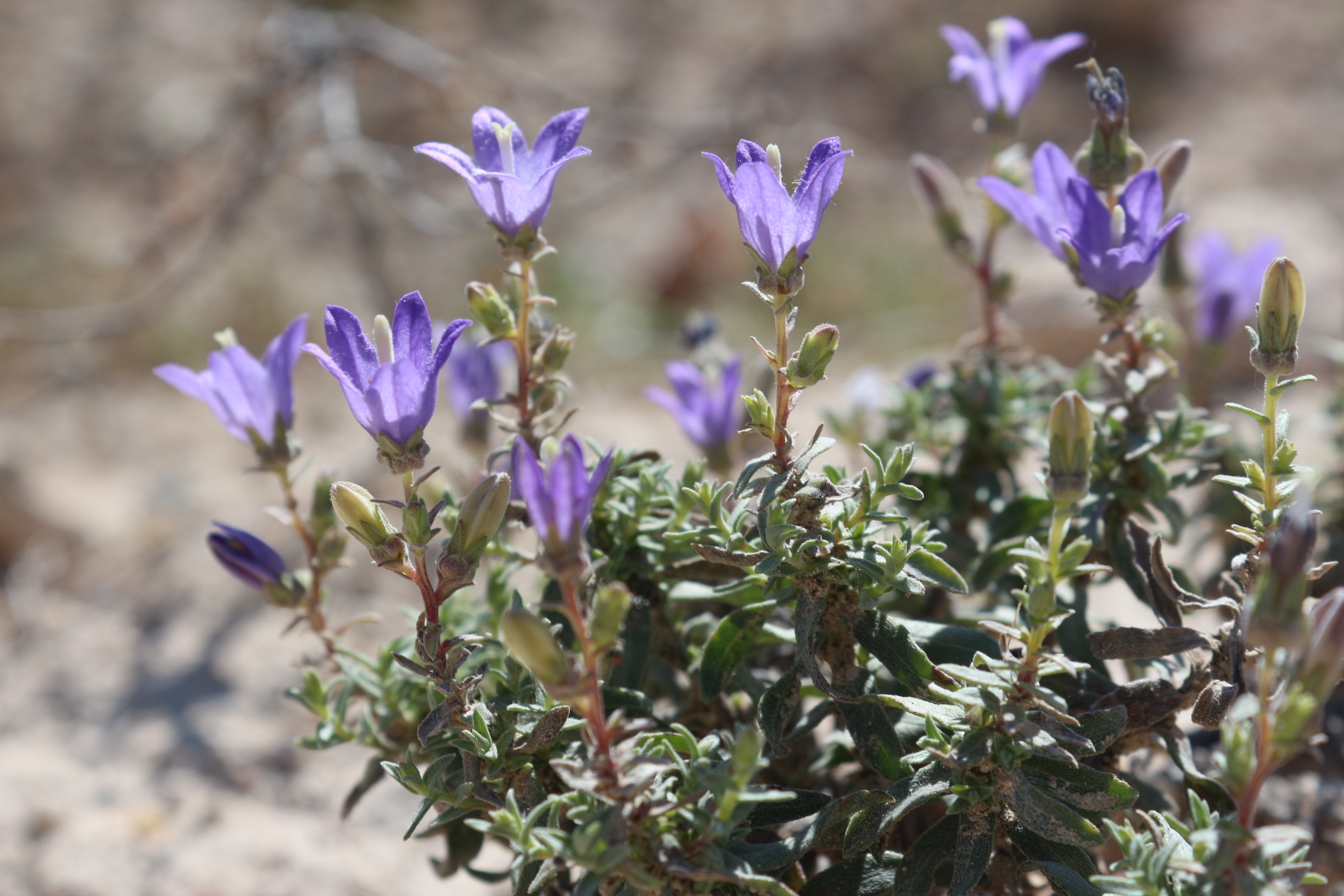 9-Ayaş çançiçeği(Campanula damboldtiana).JPG
