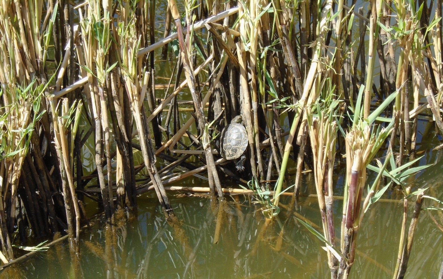 Benekli kaplumbağa.jpg