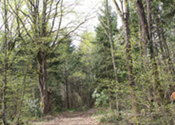 Düzce Akçakoca Demirciönü Tabiat Koruma Alanı2.jpg