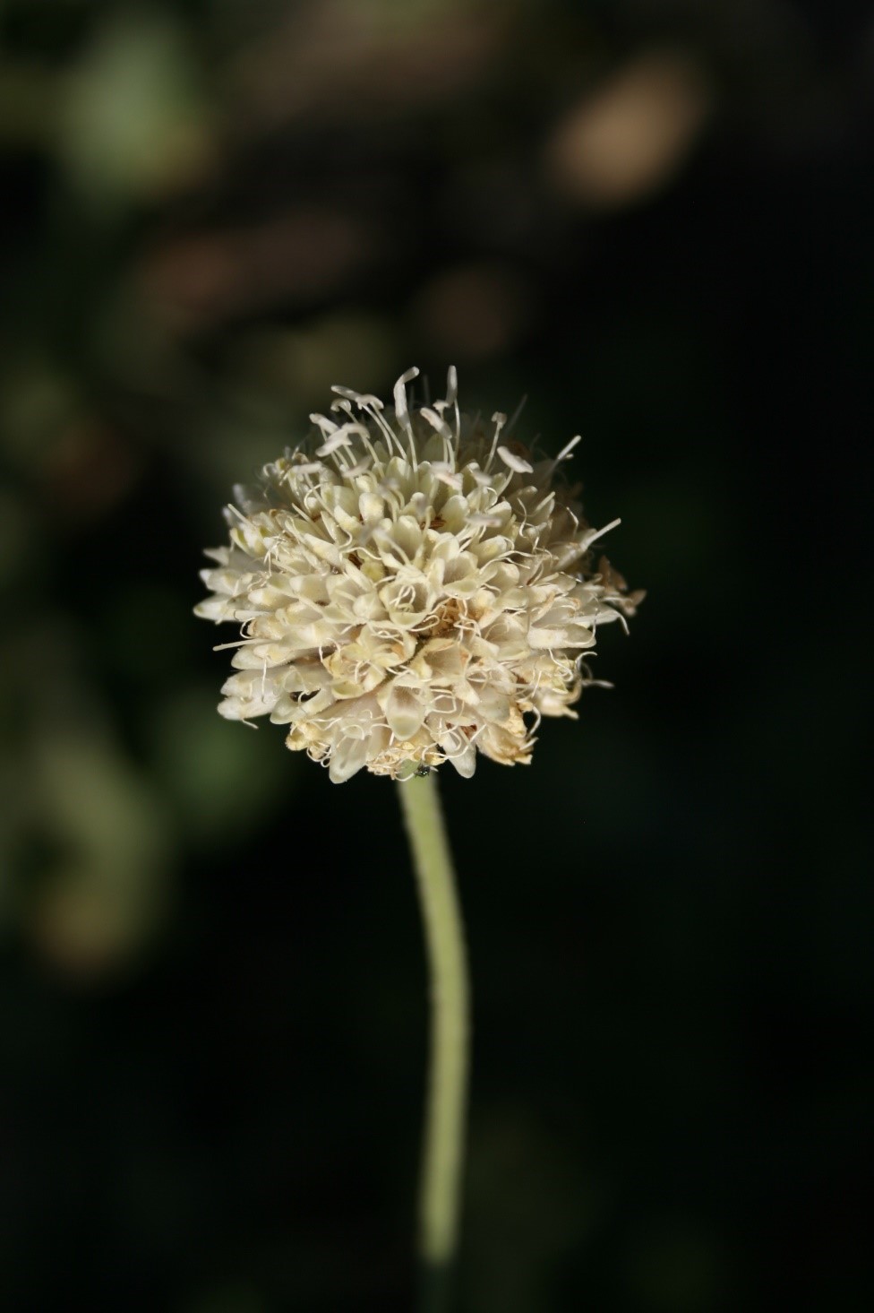 Düzce Pelemir Otu.jpg