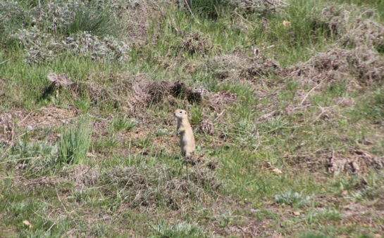 Oncorchynchus mykiss.png