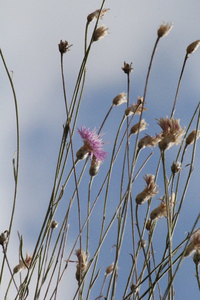 Psephellus turcicusyozgat.jpg