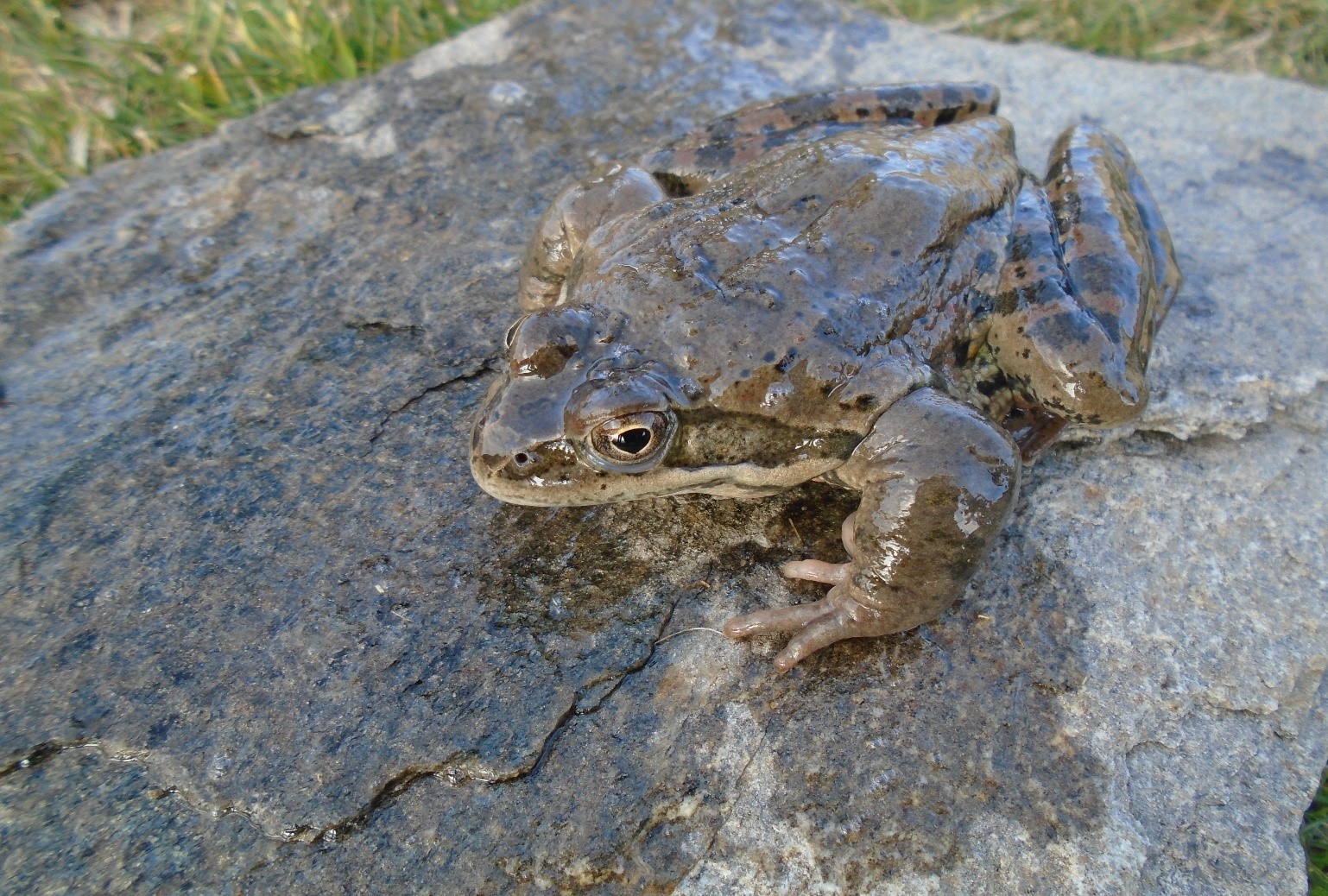 Uludağ kurbağası.jpg