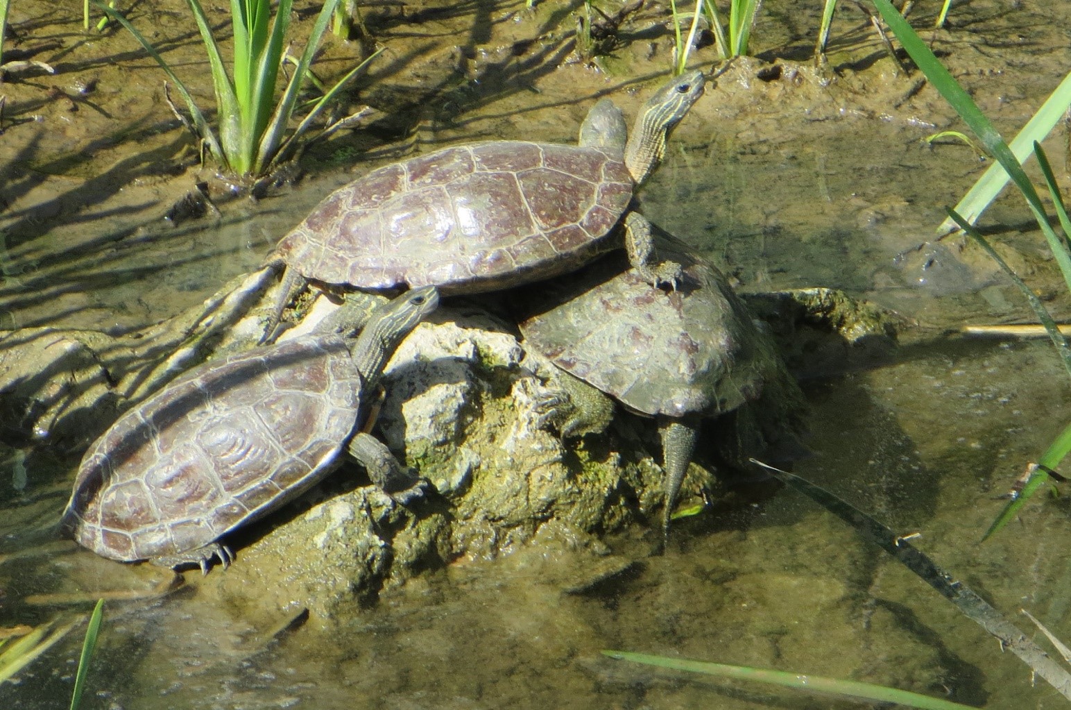 Çizgili Kaplumbağası.jpg