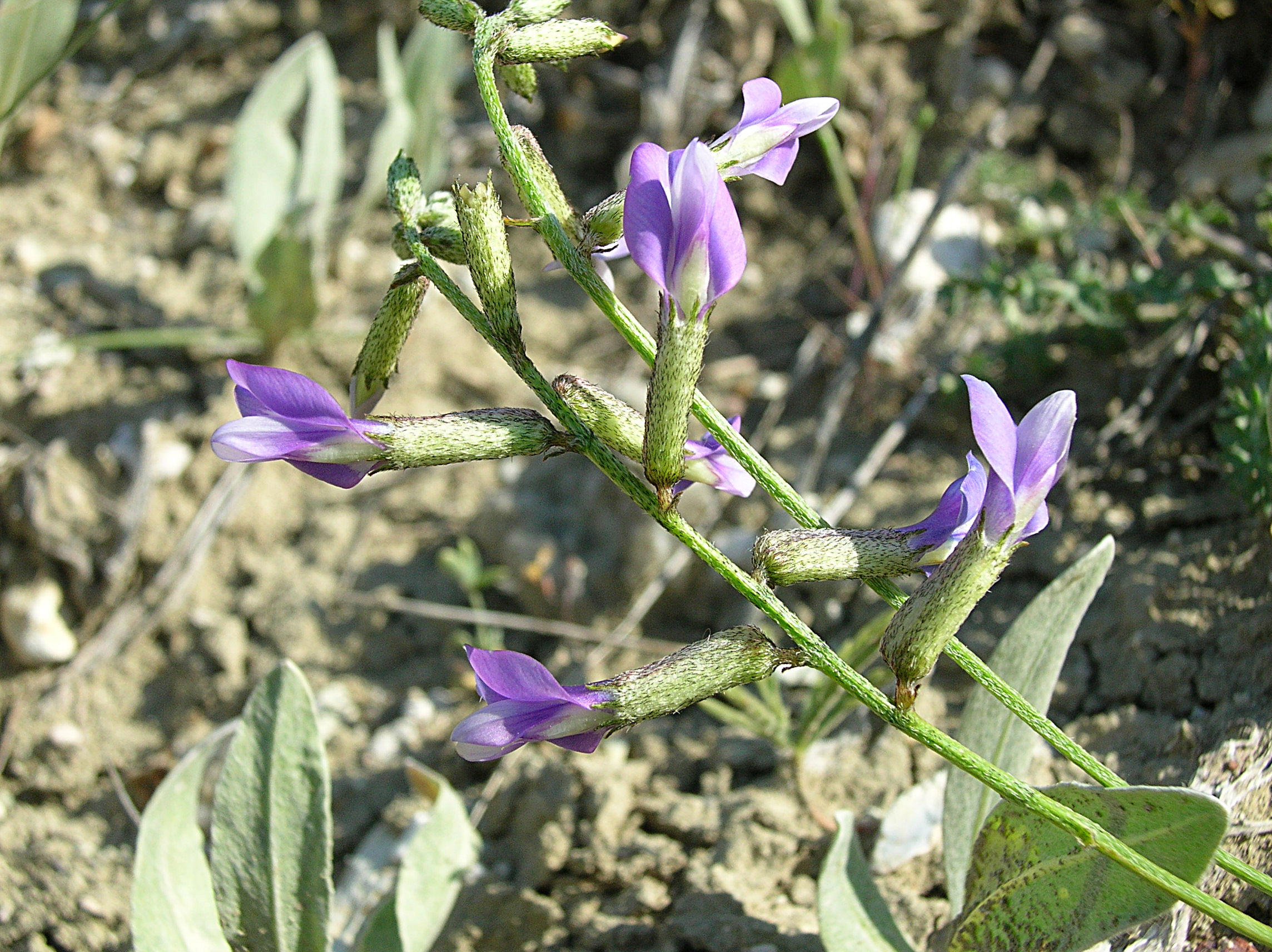 7-Beypazarı geveni(Astragalus beypazaricus).JPG