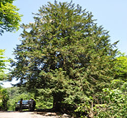 Düzce Kayadibi Porsuk Ağacı Tabiat Anıtı.jpg